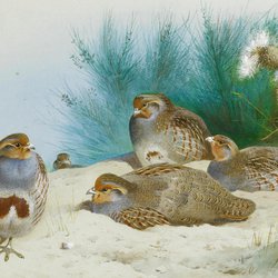 Grey Partridge