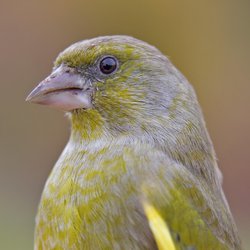 Greenfinch