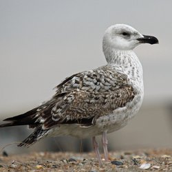 Great Black-backed Gull