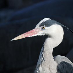 Grey Heron