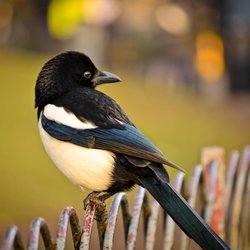 Magpie
