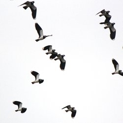 Northern Lapwing