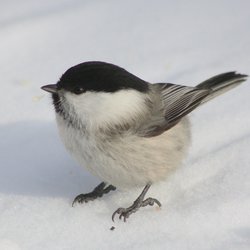 Willow Tit