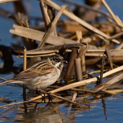 Reed Bunting