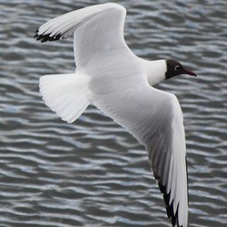 Black-headed Gull