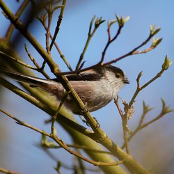 Long-tailed Tit