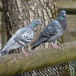 Feral Pigeon
