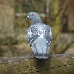 Feral Pigeon