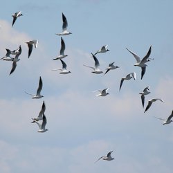 Black-headed Gull