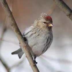 Redpoll