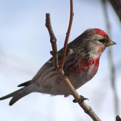 Redpoll