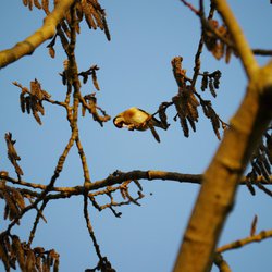 Goldfinch