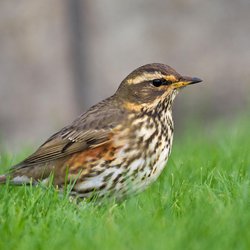 Redwing