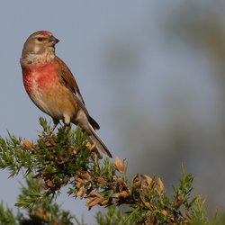 Linnet