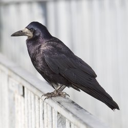 Rook