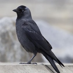 Jackdaw