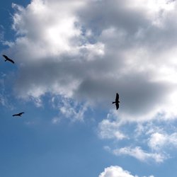 Red Kite