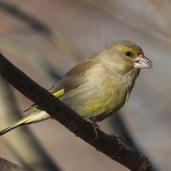 Greenfinch