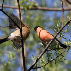 Bullfinch