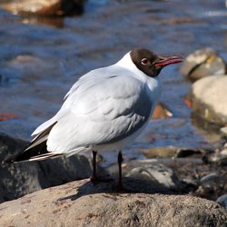 Black-headed Gull