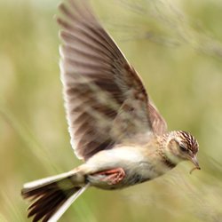 Skylark