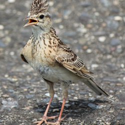 Skylark