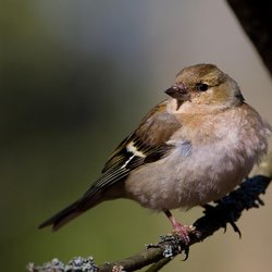 Chaffinch