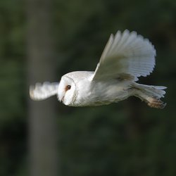 Barn-owl