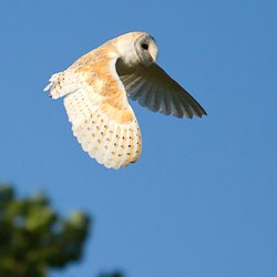 Barn-owl