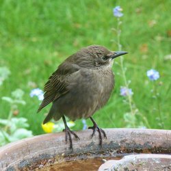 Starling