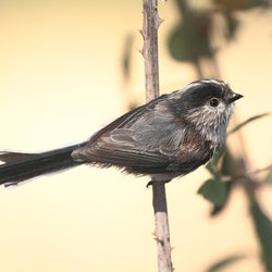 Long-tailed Tit