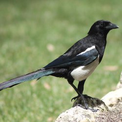 Magpie