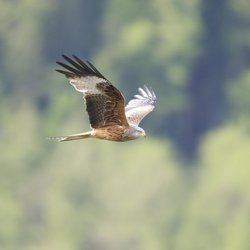 Red Kite