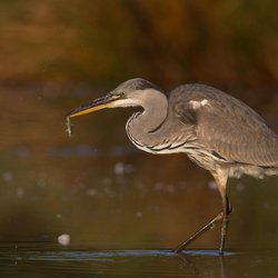 Grey Heron