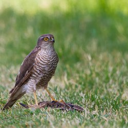 Sparrowhawk