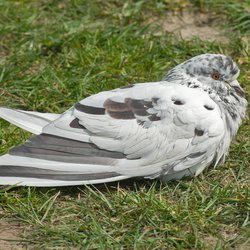 Feral Pigeon