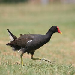 Moorhen