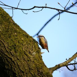 Nuthatch