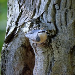 Nuthatch