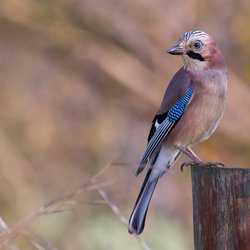 Eurasian Jay