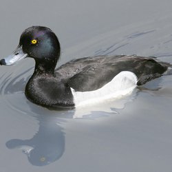 Tufted Duck