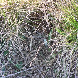 Skylark