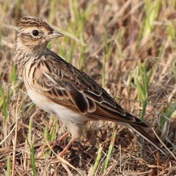Skylark