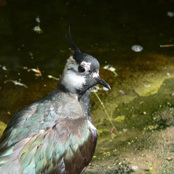 Northern Lapwing