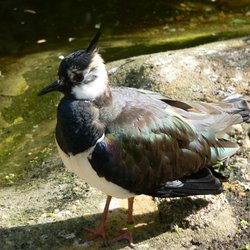 Northern Lapwing