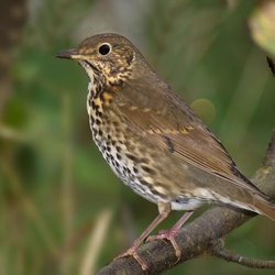 Song Thrush