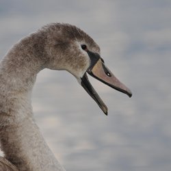 Mute Swan