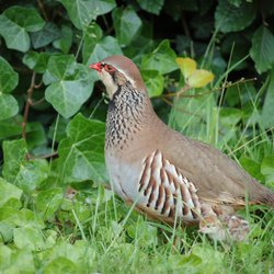 Red-legged partridge