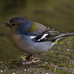 Chaffinch