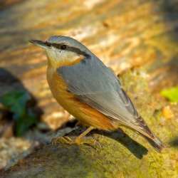 Nuthatch